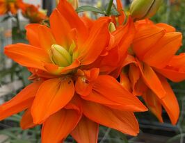 Лілія ЛА-Гібрид Халк (Hulk)купити