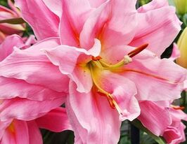 Лілія махрова орієнтальна Юніг (Younigue)купити