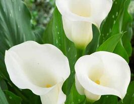 Калла Айвори Арт (Ivory Art) купить