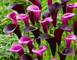 Калла Буллит (Bullit) купить