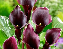 Калла Карузо (Caruso) купить