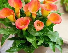 Калла Осорно (Osorno) купить