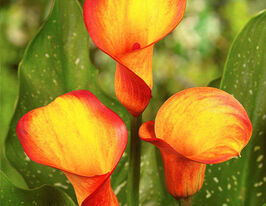 Калла Роял Пумпкин (Royal Pumpkin) купить