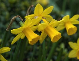 Нарцис цикламеноподібний Голд Цикла (Gold Cycla) в горщикукупити