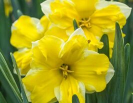 Нарцис з розсіченою коронкою Касата (Cassata) в горщикукупити