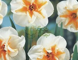 Нарцис з розсіченою коронко Дельта (Delta) в горщикукупити