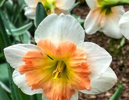 Нарцис з розсіченою коронкою Драма Квін (Drama Queen) в горщикукупити