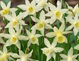 Нарцис мініатюрний Елка (Elka) в горщикукупити