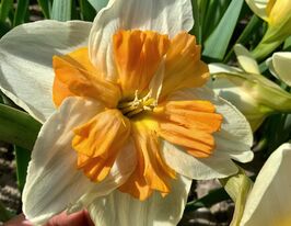 Нарцис із розсіченою коронкою Зінзі (Zinzi) в горщикукупити