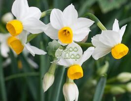 Нарцис Мініатюрний Каналікулатус (Canaliculatus) в горщикукупити