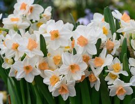 Нарцис таццета Капіті Піч (Capitane Peach) в горщикукупити