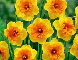 Нарцисс крупнокорончатый Мирар (Mirar) в горшке  купить