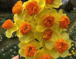 Нарцисс крупнокорнчатый Модерн Арт (Modern Art) в горшке купить