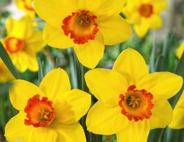 Нарцисс крупнокорончатый Пинза (Pinza) в горшке  купить