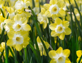 Нарциc миниатюрный Пипит (Pipit) в горшке купить