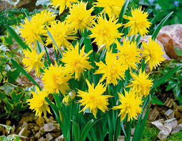 Нарциc миниатюрный Рип ван Винкле (Rip Van Winkle) в горшке купить