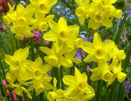 Нарцисс миниатюрный Санлигт Сенсейшн (Sunlight Sensation) в горшке купить