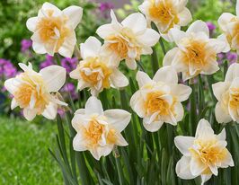 Нарцисс махровый Мир Дезаер (Sweet Desire) в горшке купить