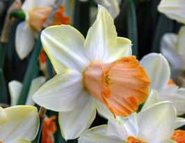 Нарцисс крупнокорончатый Скайп (Skype) в горшке купить