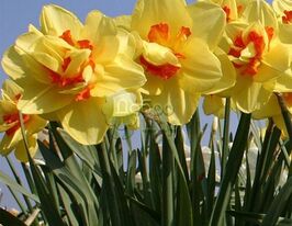 Нарцисс махровый Таити (Tahiti) в горшке купить