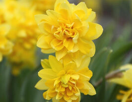 Нарцисс махровый Тет Букле (Tete Boucle) в горшке  купить