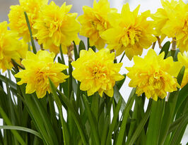 Нарцисс махровый Тет Делюкс (Tete de Luxe) в горшке  купить