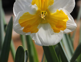 Нарцисс с рассеченной коронкой Триколет (Tricollet) в горшке купить