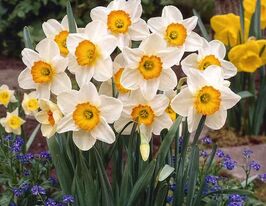 Нарцисс крупнокорончатый Флауэр Рекорд (Flower Record) в горшке  купить