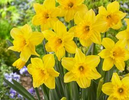 Нарцисс трубчатый Чарльтон (Carlton) в горшке купить