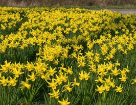 Нарцис цикламеноподібний Голд Цикла (Gold Cycla) в горщикукупити