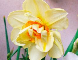 Нарцисс махровый Дабл Фешен (Double Fashion) в горшке  купить