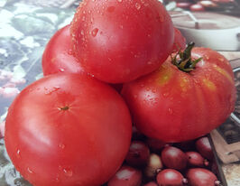 Томат Микадо розовый купить