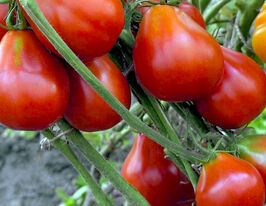 Томат Трюфель червонийкупити