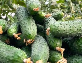 Огурец Гейм купить