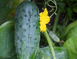 Огірок Ластівка F1купити