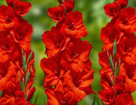 Гладиолус Эдвенч (Advance) купить