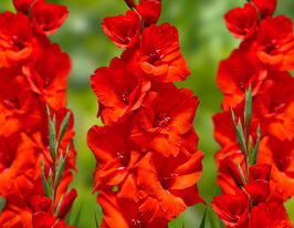 Гладіолус Едвенч (Advance)купити