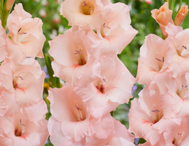 Гладіолус Епрікот Б'юті (Apricot Beauty)купити