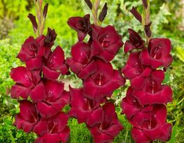 Гладіолус Ет Найт (At Night)купити