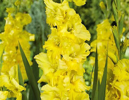 Гладиолус Бра Валь (Bra Val) купить