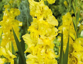 Гладіолус Бра Валь (Bra Val)купити