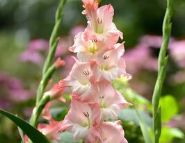 Гладіолус Карелес (Careless)купити