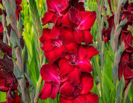 Гладиолус Элис (Ellis) купить