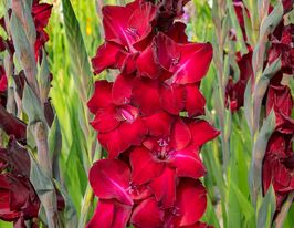 Гладіолус Еліс (Ellis)купити