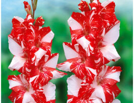 Гладіолус Кої Пюрсьют (Koi Pursuit)купити