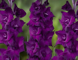 Гладіолус Пурпл Діамант (Purple Diamond)купити