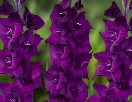 Гладиолус Пурпл Диамант (Purple Diamond) купить