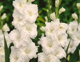 Гладиолус Серена (Serena) купить