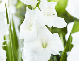 Гладіолус Серена (Serena)купити