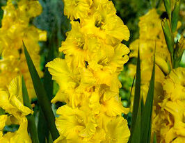 Гладіолус Бліц (Blitz)купити